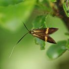 Nemophora Sp.