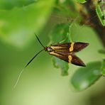 Nemophora Sp.