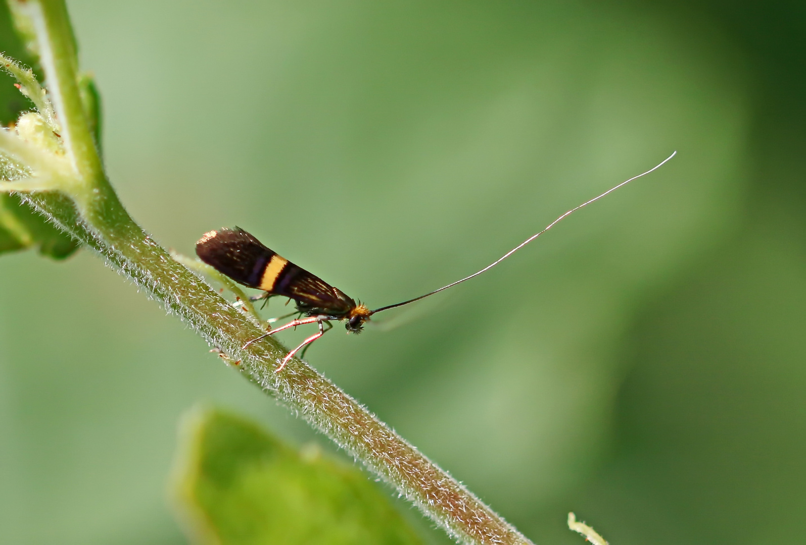 Nemophora Sp.,der Herr