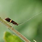 Nemophora Sp.,der Herr