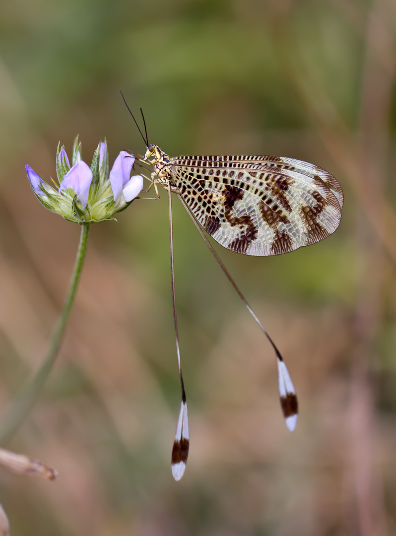 Nemóptera bipennis