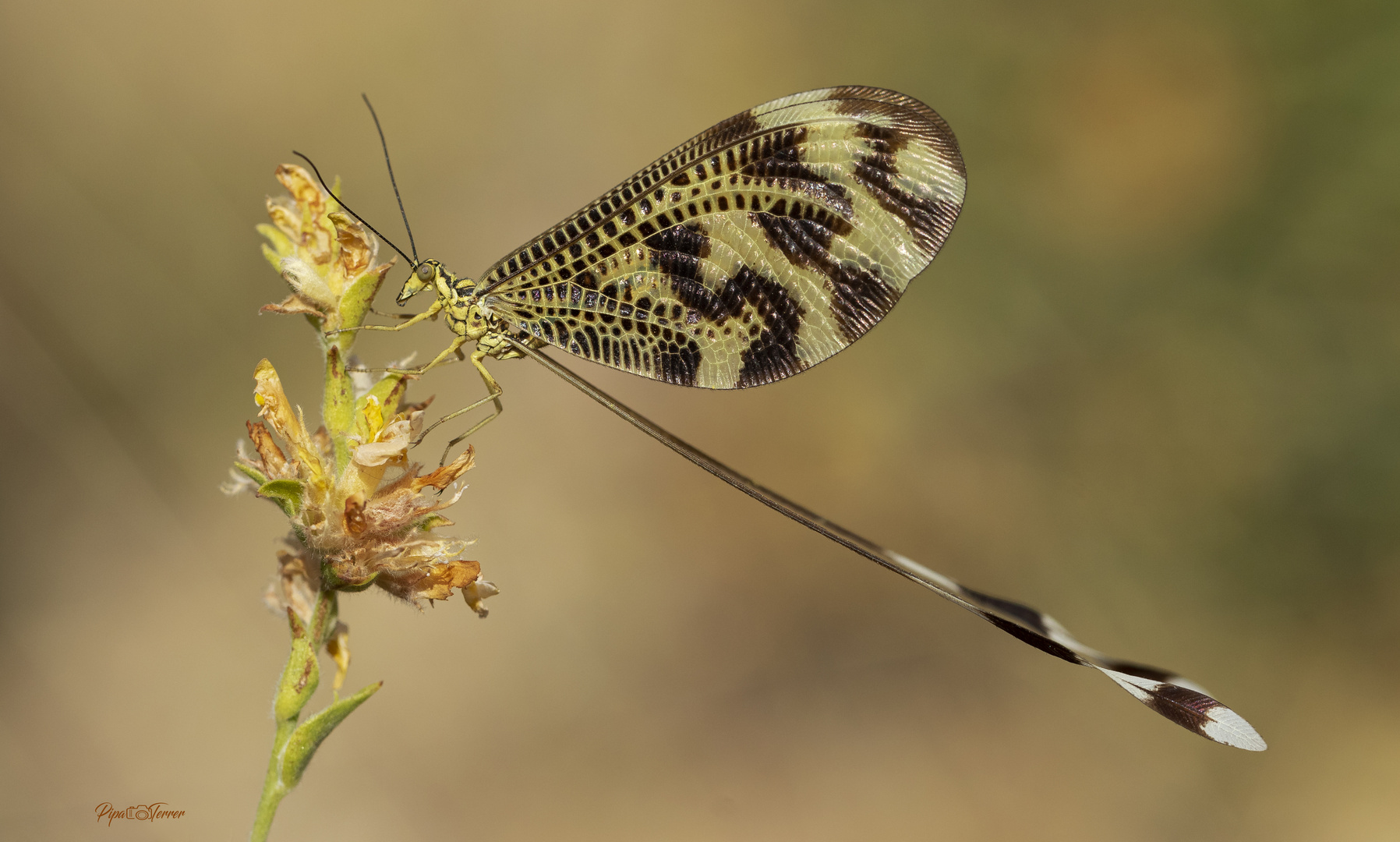 Nemoptera bipennis