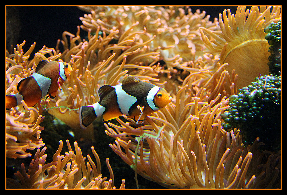 Nemos Foto & Bild tiere, zoo, wildpark & falknerei, zoo fische