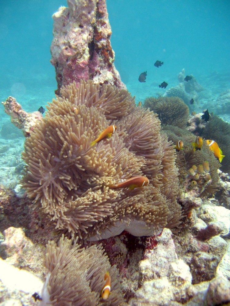 Nemos an einem Anemonenfels