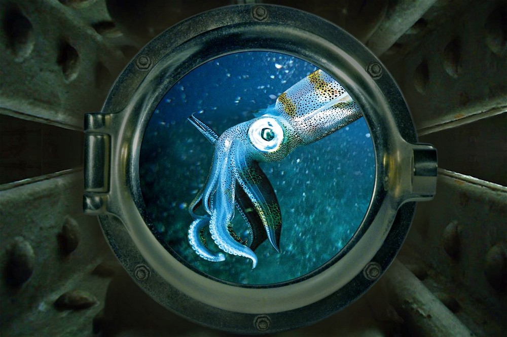 Nemo's Ausblick