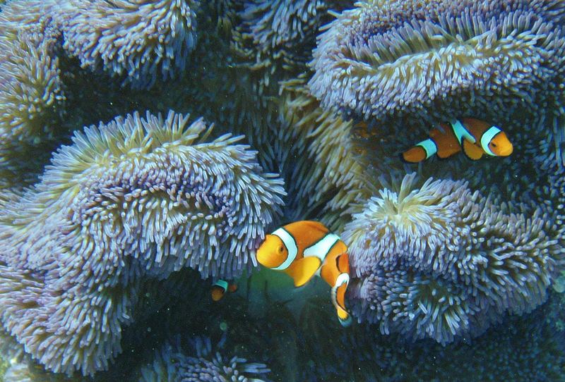 Nemos Clownfische Anemonenfische