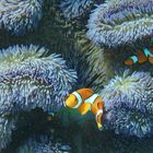 Nemos Clownfische Anemonenfische