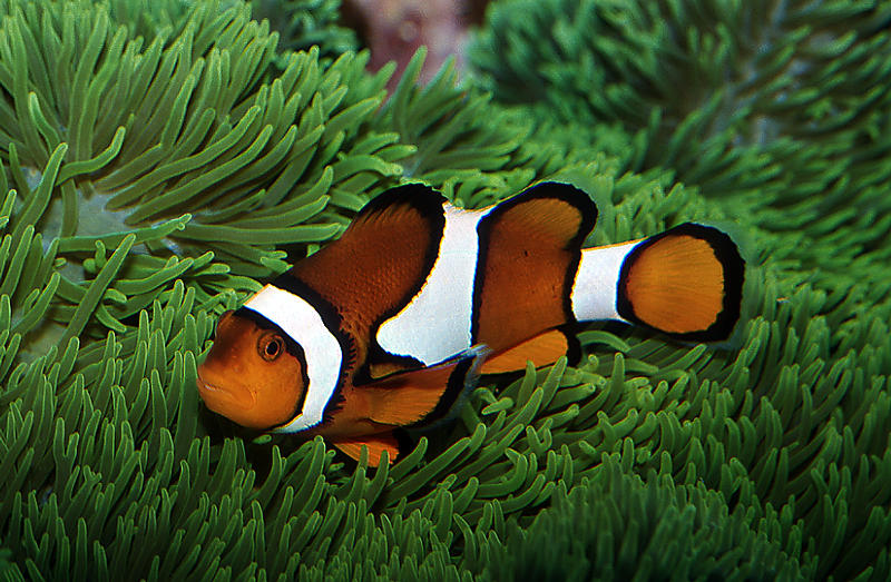 Nemo's Kumpel