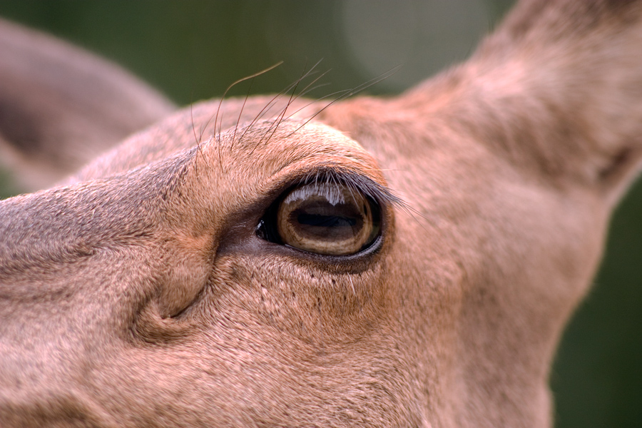 ´nen Blick riskiert