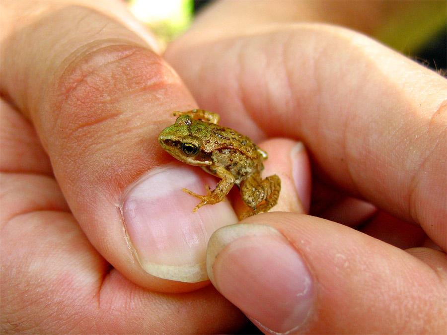 Nen Frosch