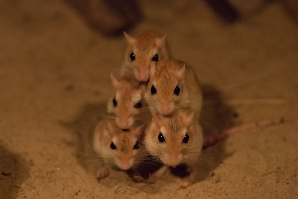 Nen Haufen Maus. ;)