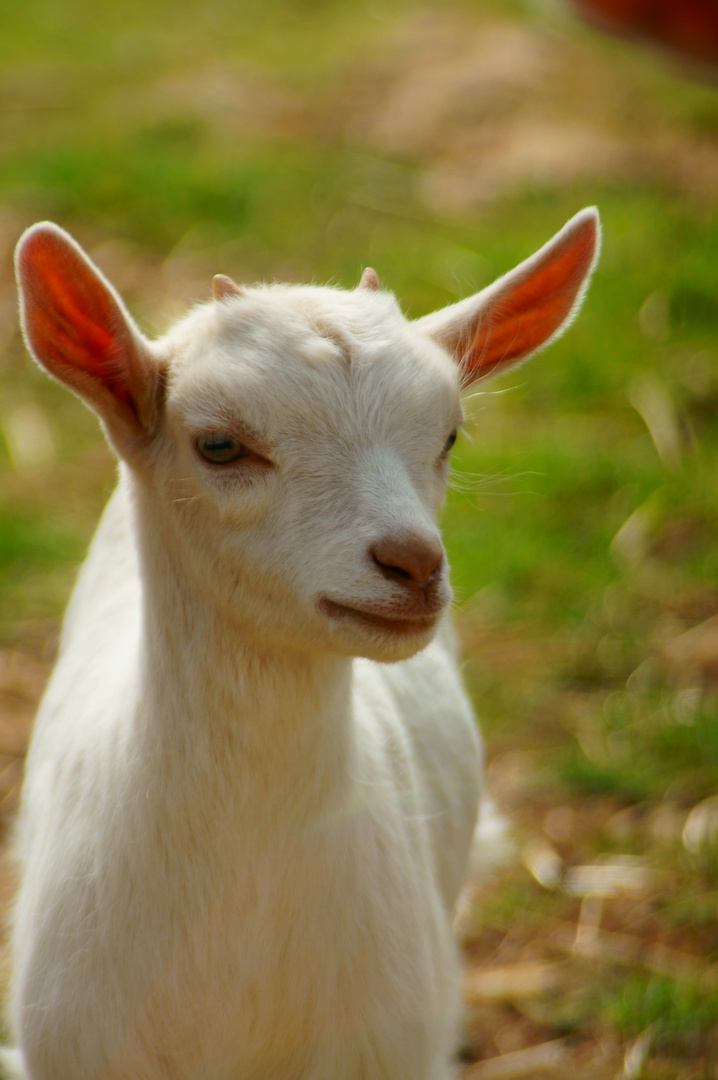 nen kleines Osterlamm, ist bestimmt schon aufgegessen :-)