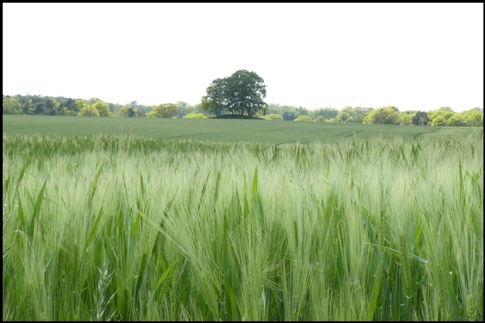 Nen Korn am Baum