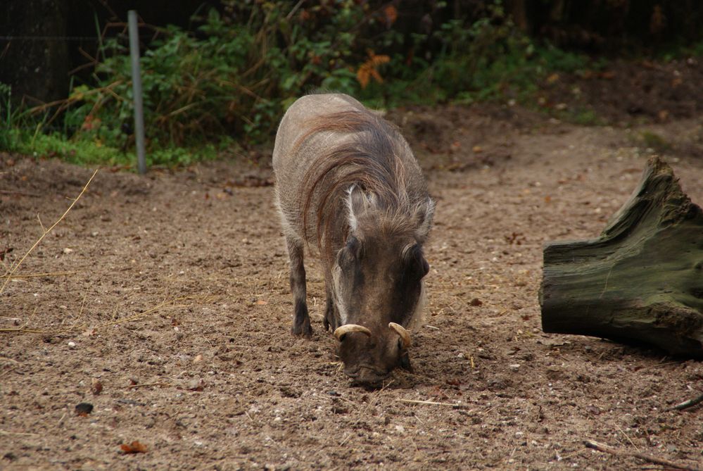 Nen mich Warzenschwein