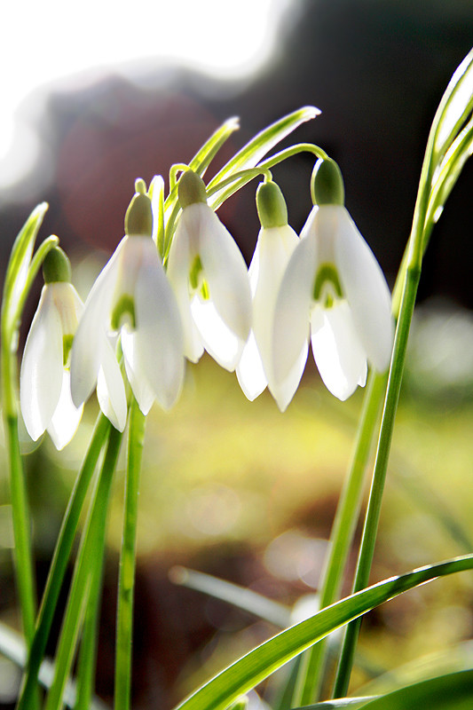 nen schneeglöckchen im garten...