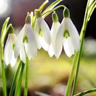 nen schneeglöckchen im garten...