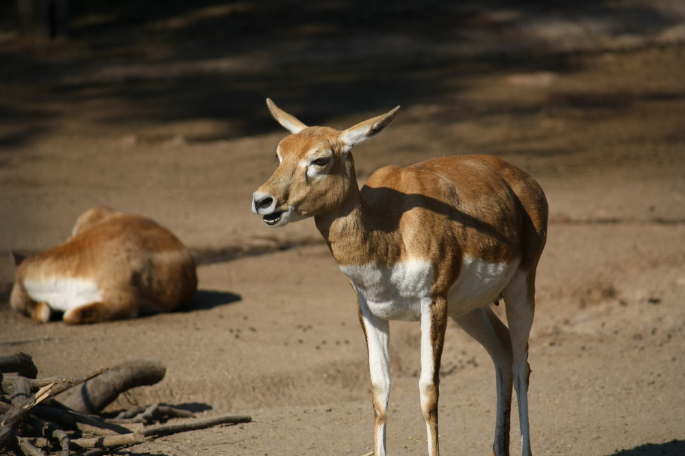 Nen Tier im Zoo