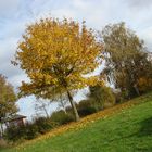 Nene park Peterborough