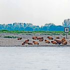 nene........nicht mehr alle heute