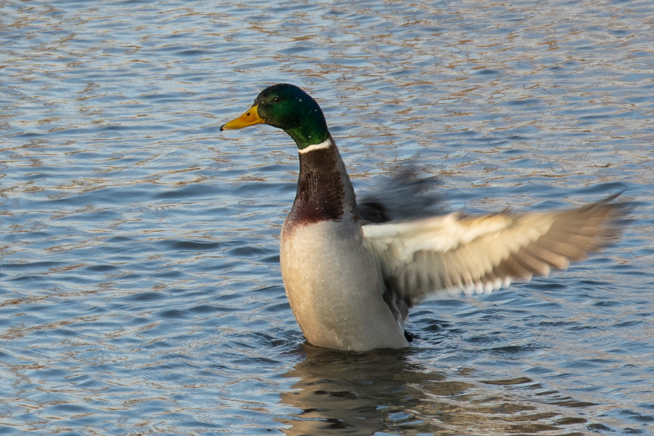 Nenn mich nie wieder Donald