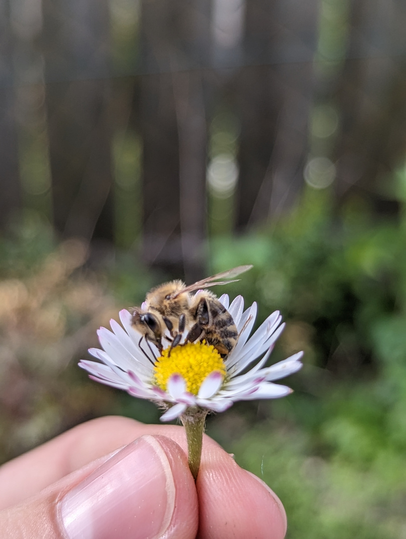 nennt mich Bienenkönigin