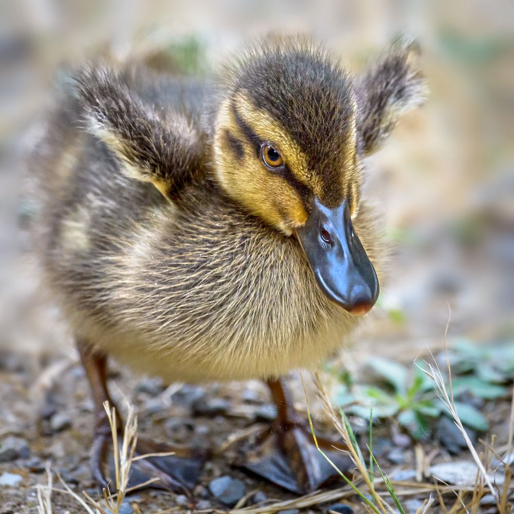 "Nennt mich nicht mehr Donald"