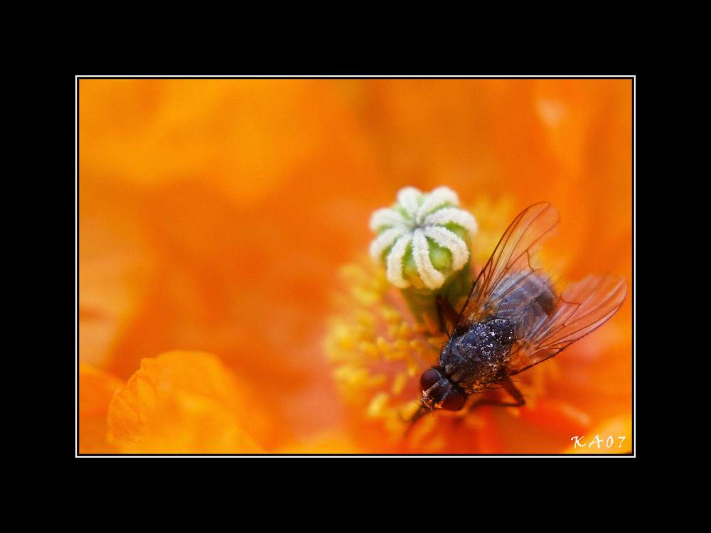 Nennt mir einen... Fliege?