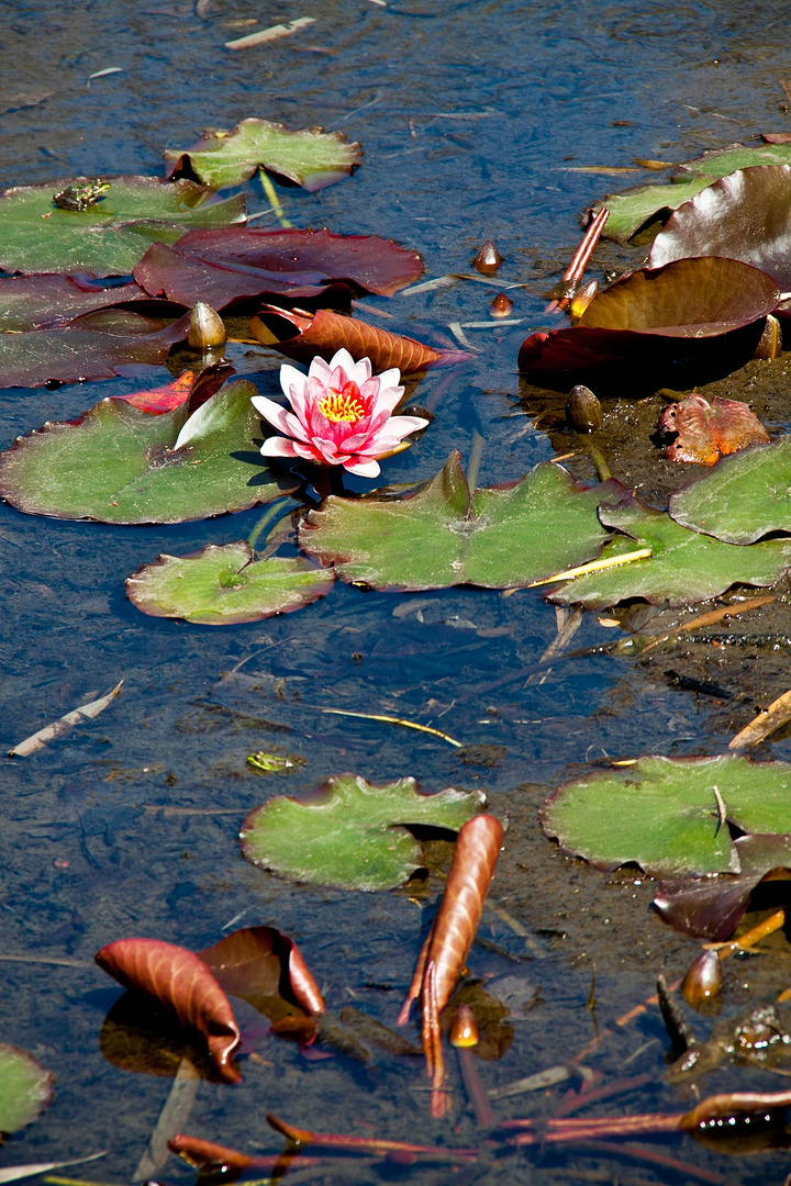 Nenúfar, belleza en el estanque