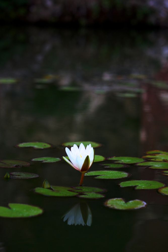 nenúfar blanco abriéndose