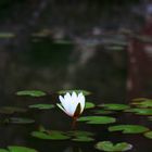 nenúfar blanco abriéndose