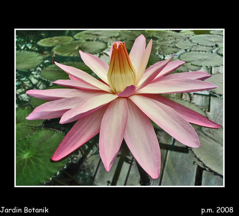 Nenufar... Jardin Botanique - Bratislava