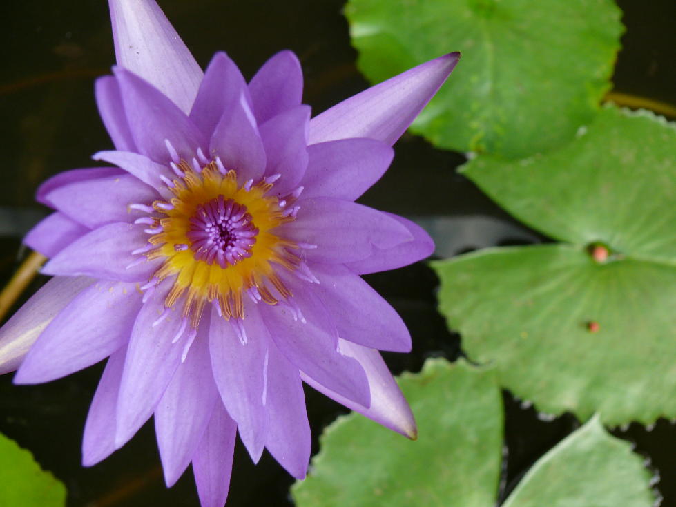 nenuphar photo et image macro nature macro orchid es nenuphar photo et image macro nature macro orchid es