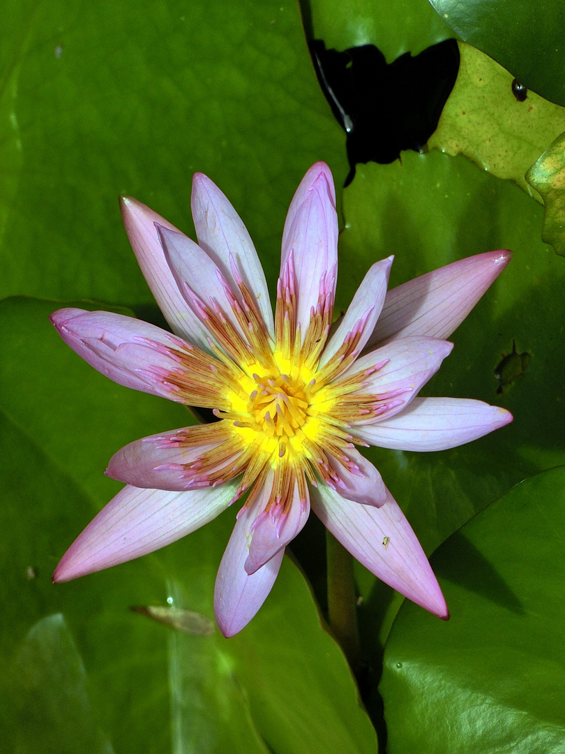 nénuphar à coeur jaune