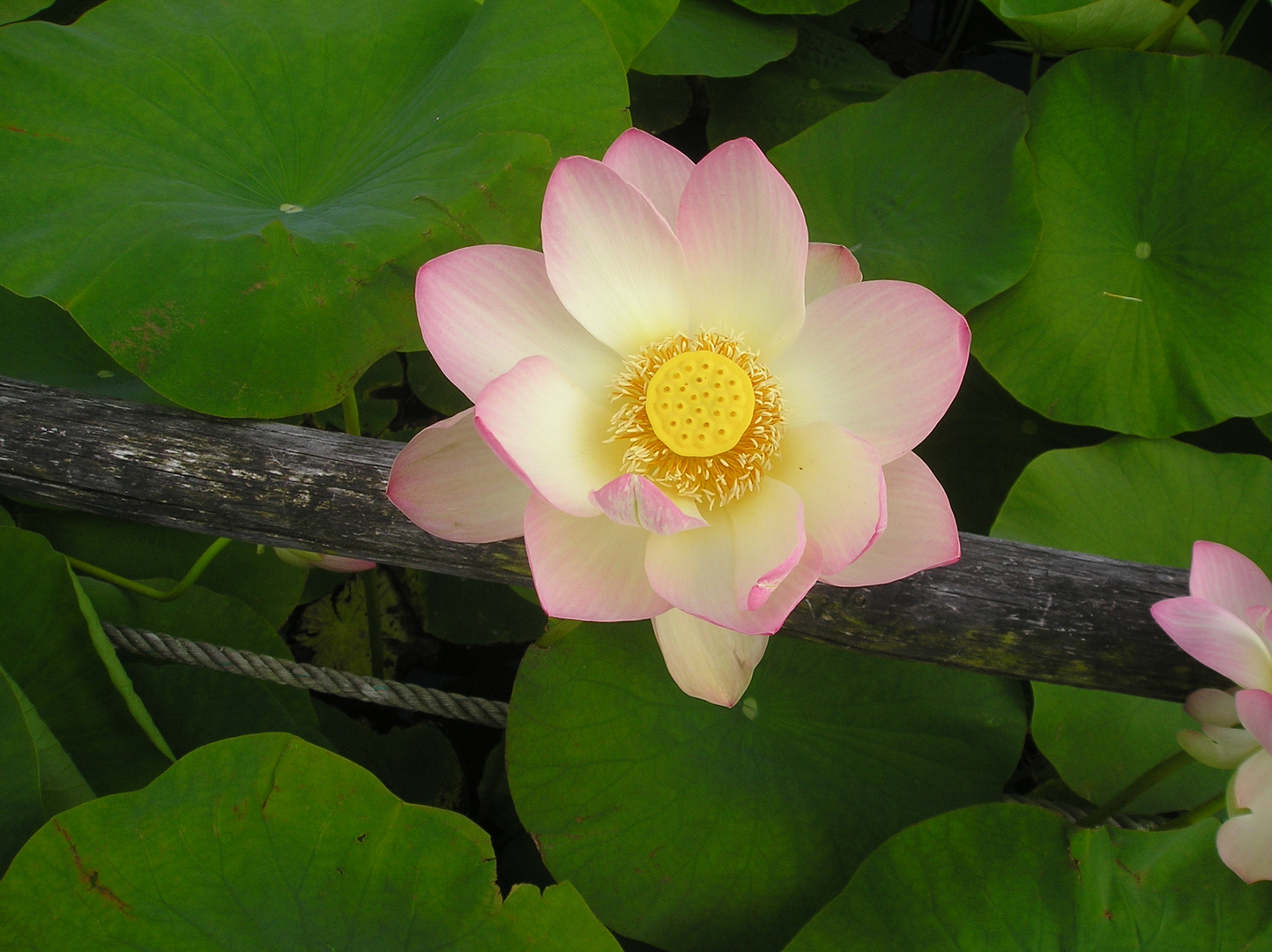 Nénuphar au parc floral de la Court d'Aron - vendée