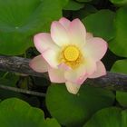 Nénuphar au parc floral de la Court d'Aron - vendée