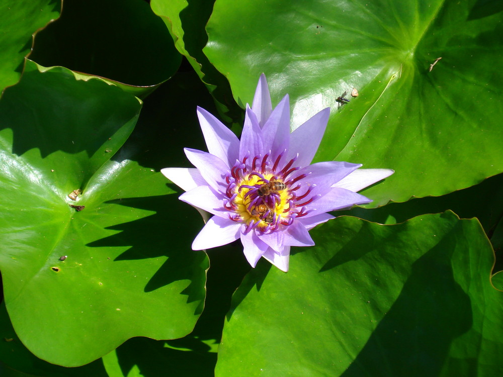 nénuphar en martinique