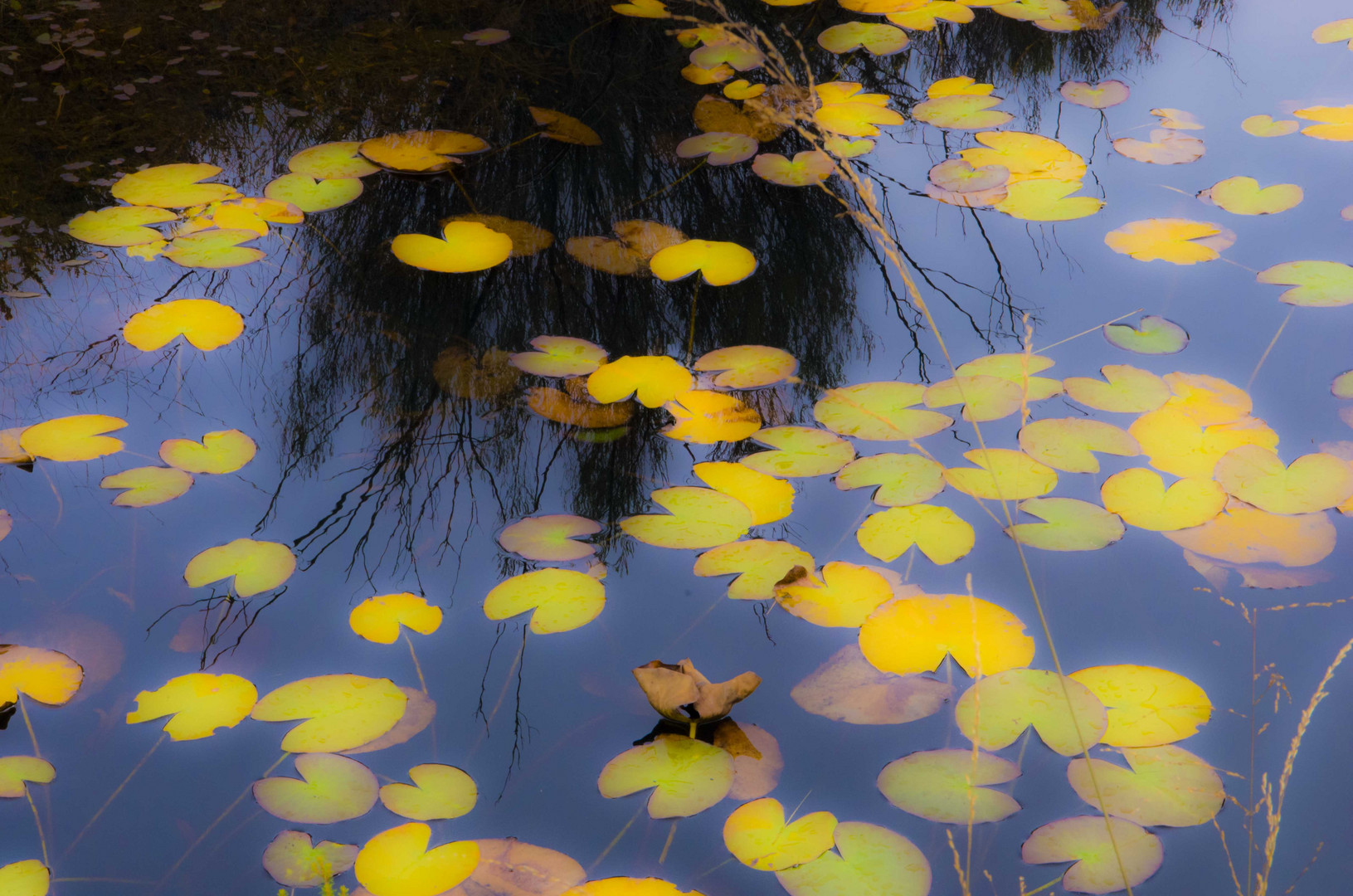 Nénuphar en miroir