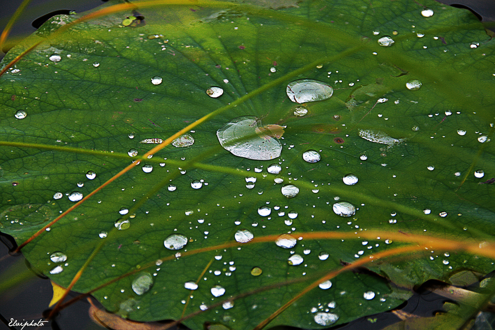 nénuphar et gouttes