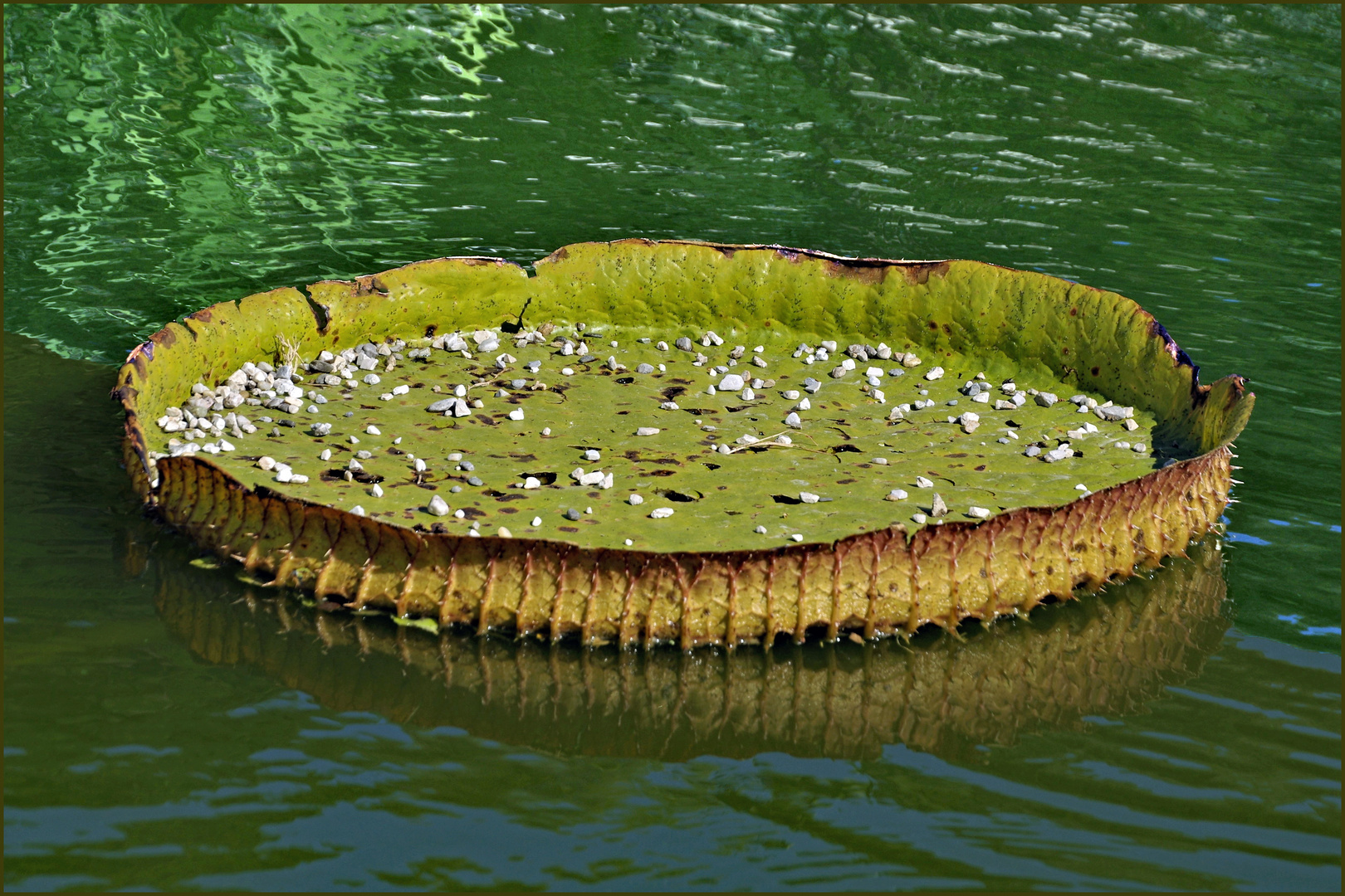 nénuphar géant , victoria d amazonie 