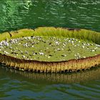 nénuphar géant , victoria d amazonie 