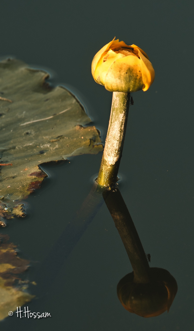 Nénuphar jaune