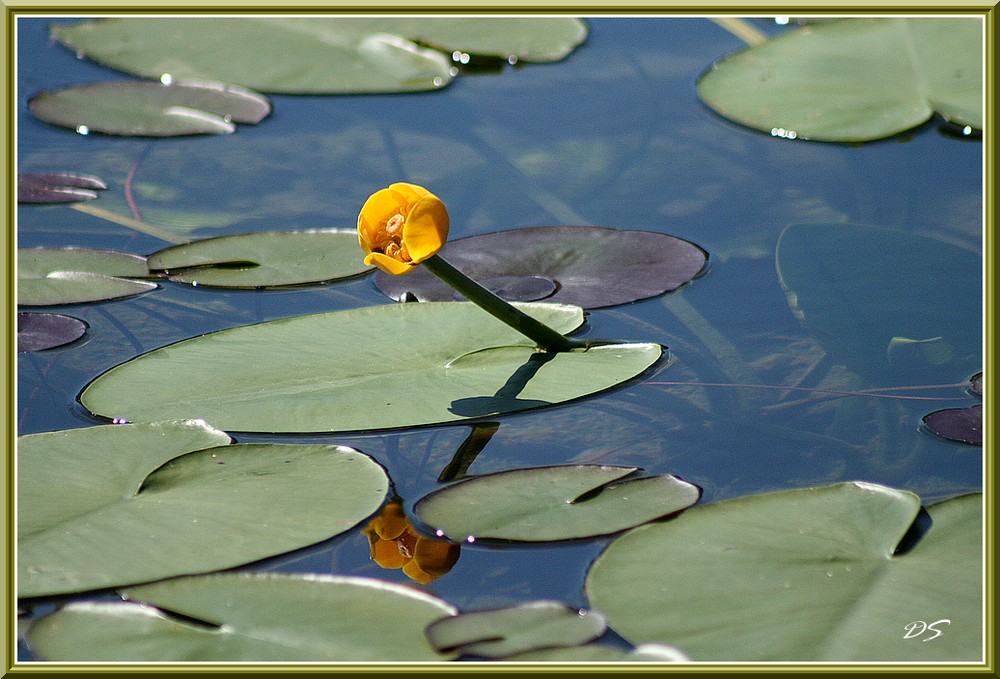 nénuphar jaune