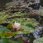 Nénuphar sur l’étang