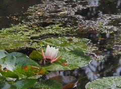 Nénuphar sur l’étang