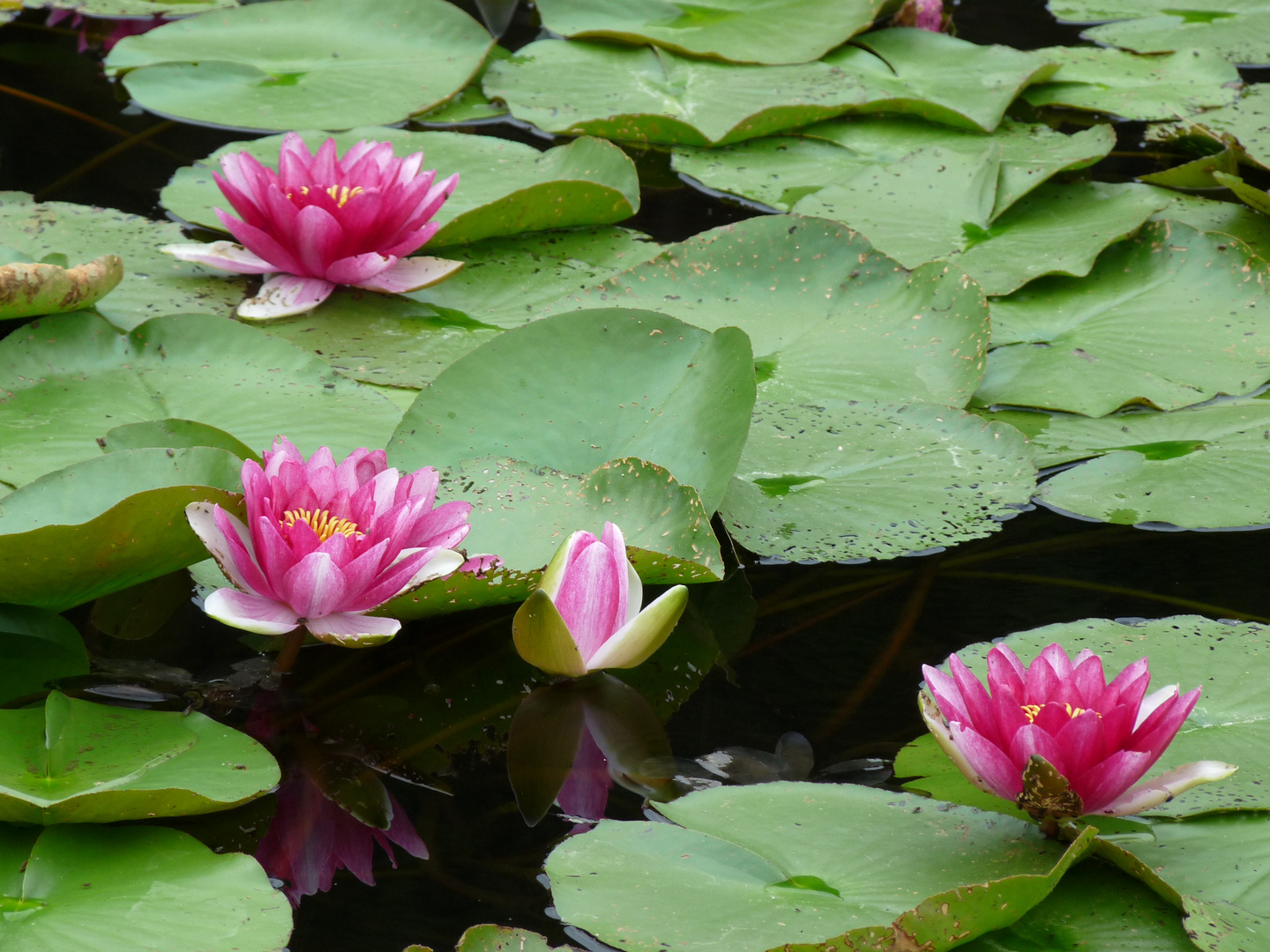 Nénuphars au bord de Schwansee - Bavière