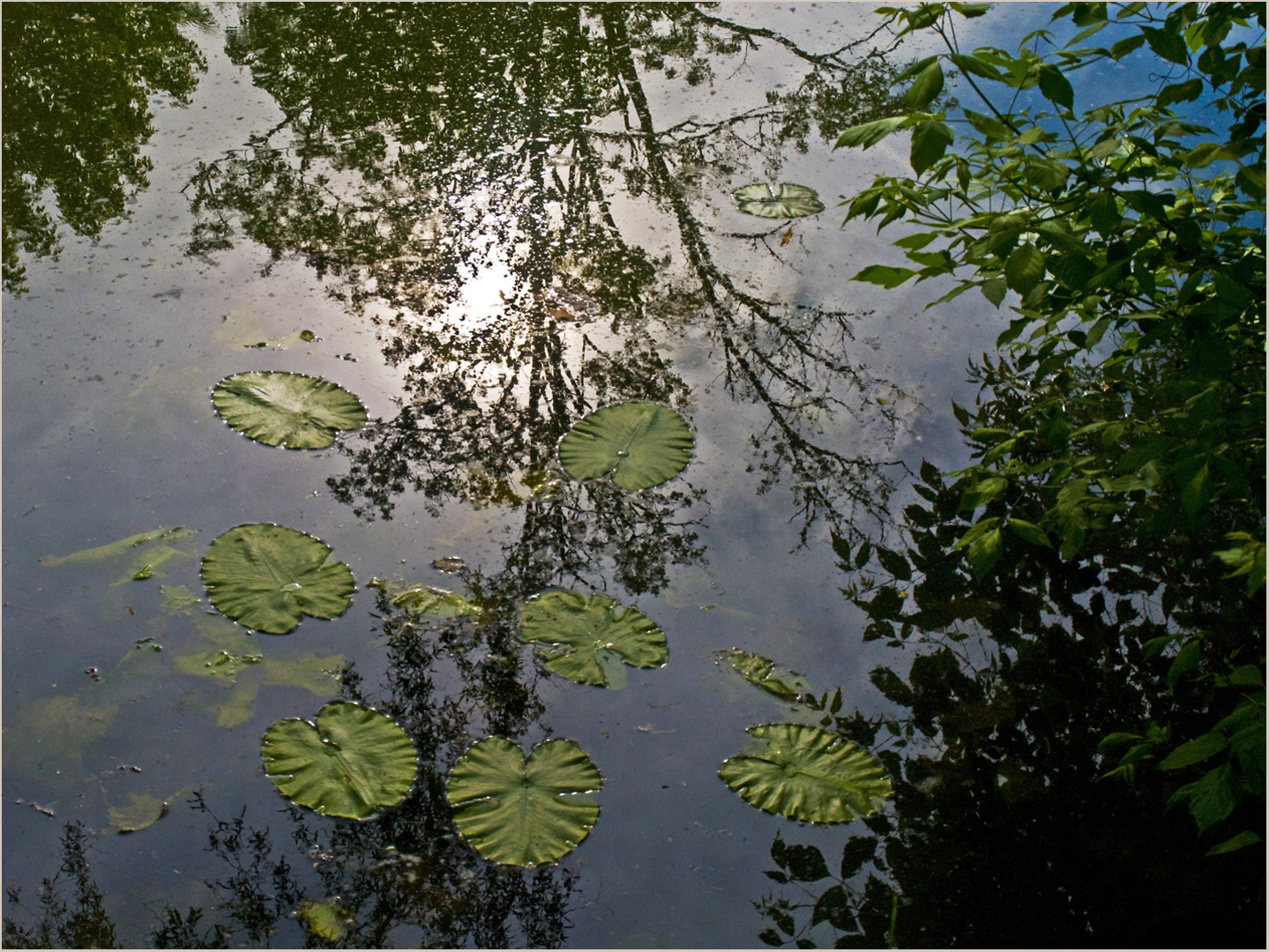 Nénuphars et reflets