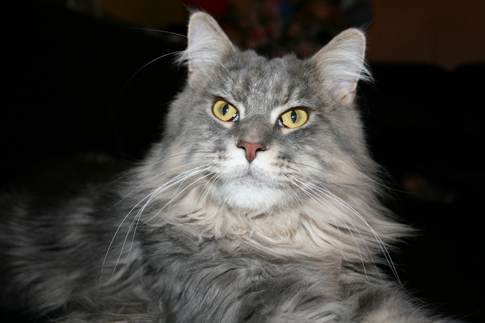 Neo (Maine Coon)