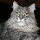 Neo (Maine Coon)