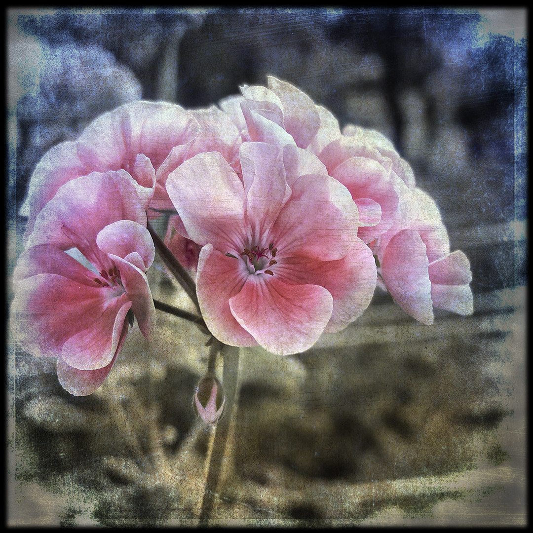 Neo Pelargonium