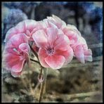 Neo Pelargonium